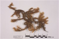 藏品(大耳擬扭葉苔 )的圖片